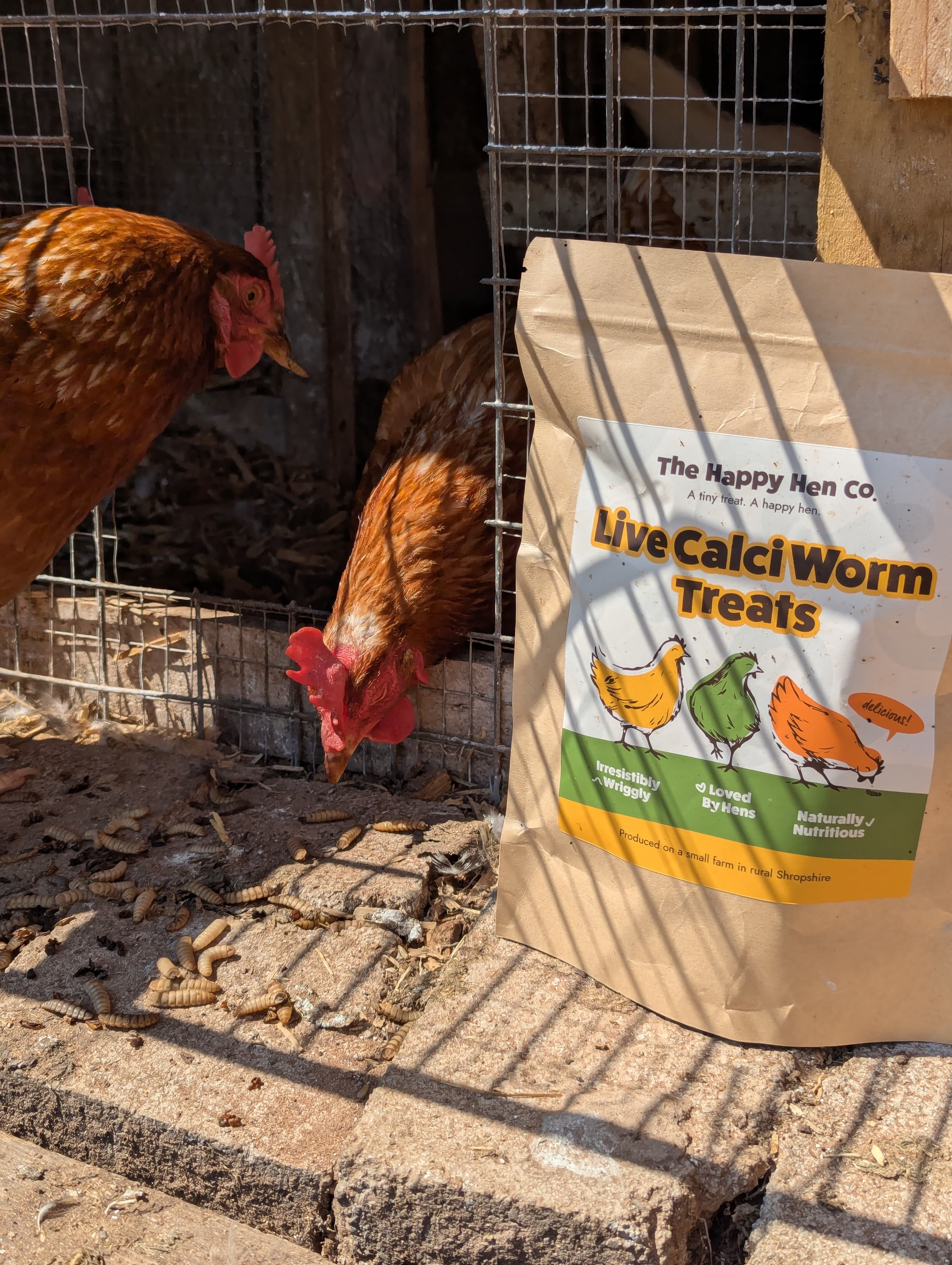 Hen poking its head out of the run beside a Live Calci Worm Treats pack and scattered larvae