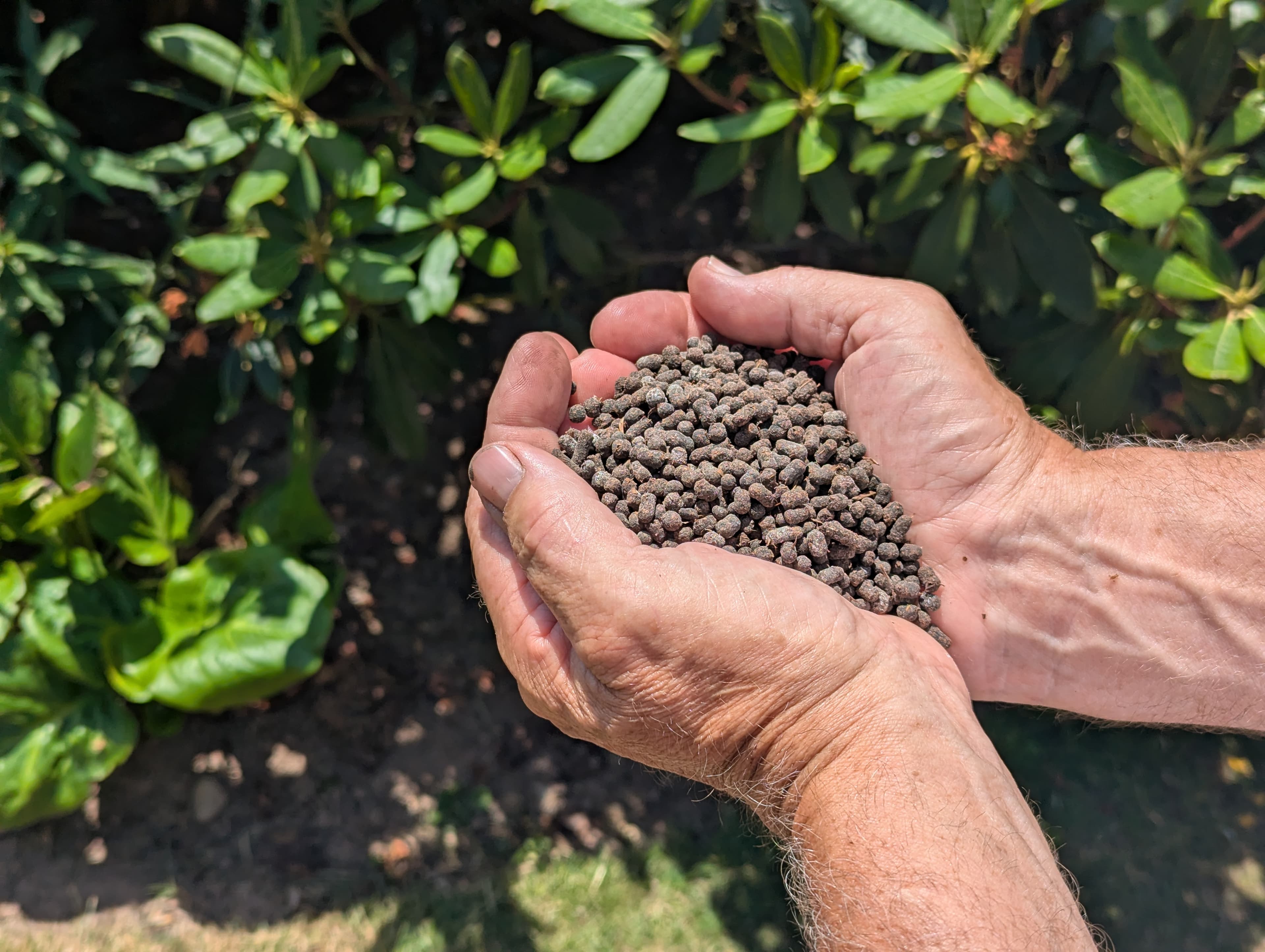 Superfrass insect manure pellets held in hands above garden soil and green plants