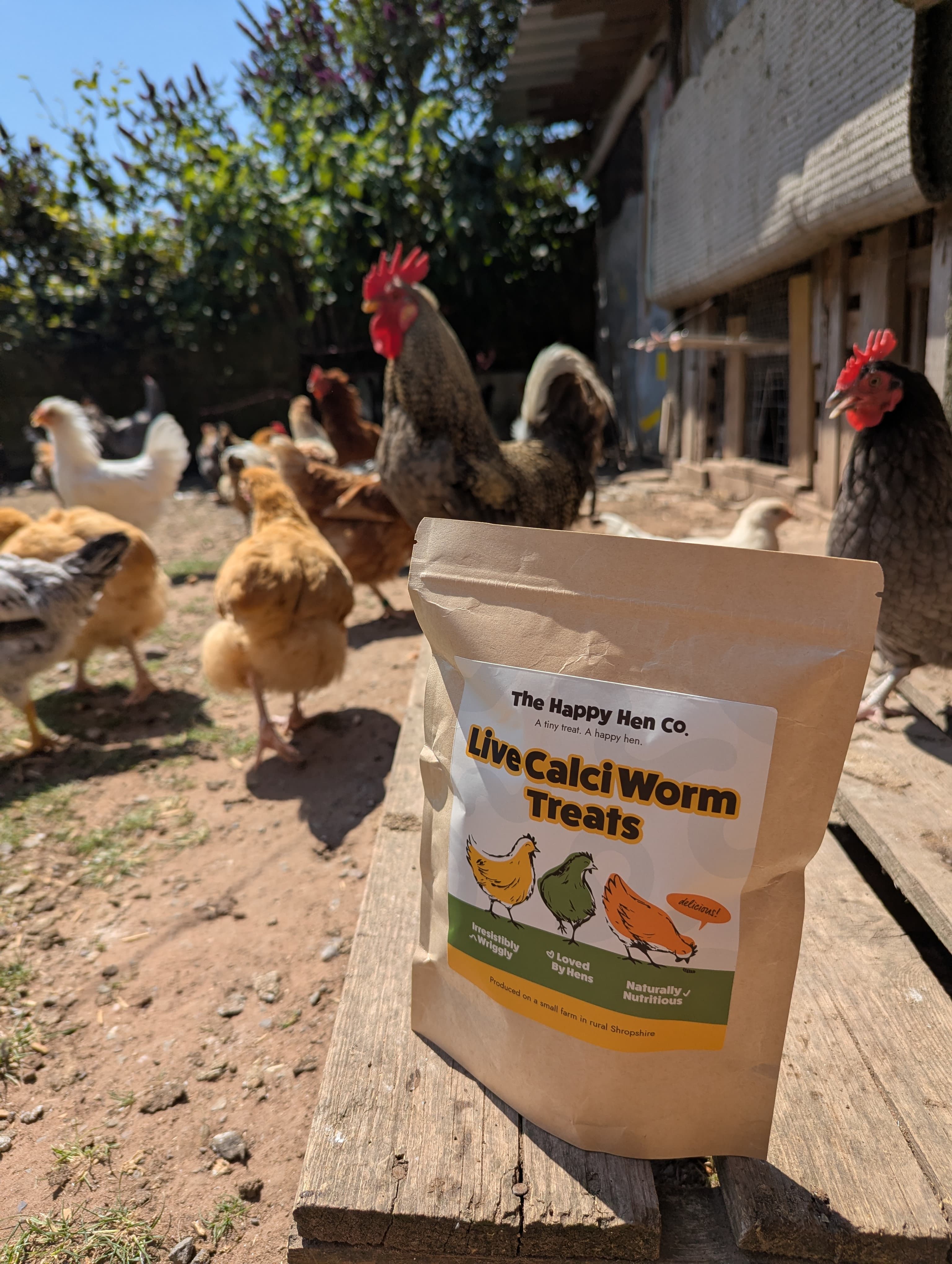 Live Calci Worm Treats pack in a chicken run with happy backyard hens
