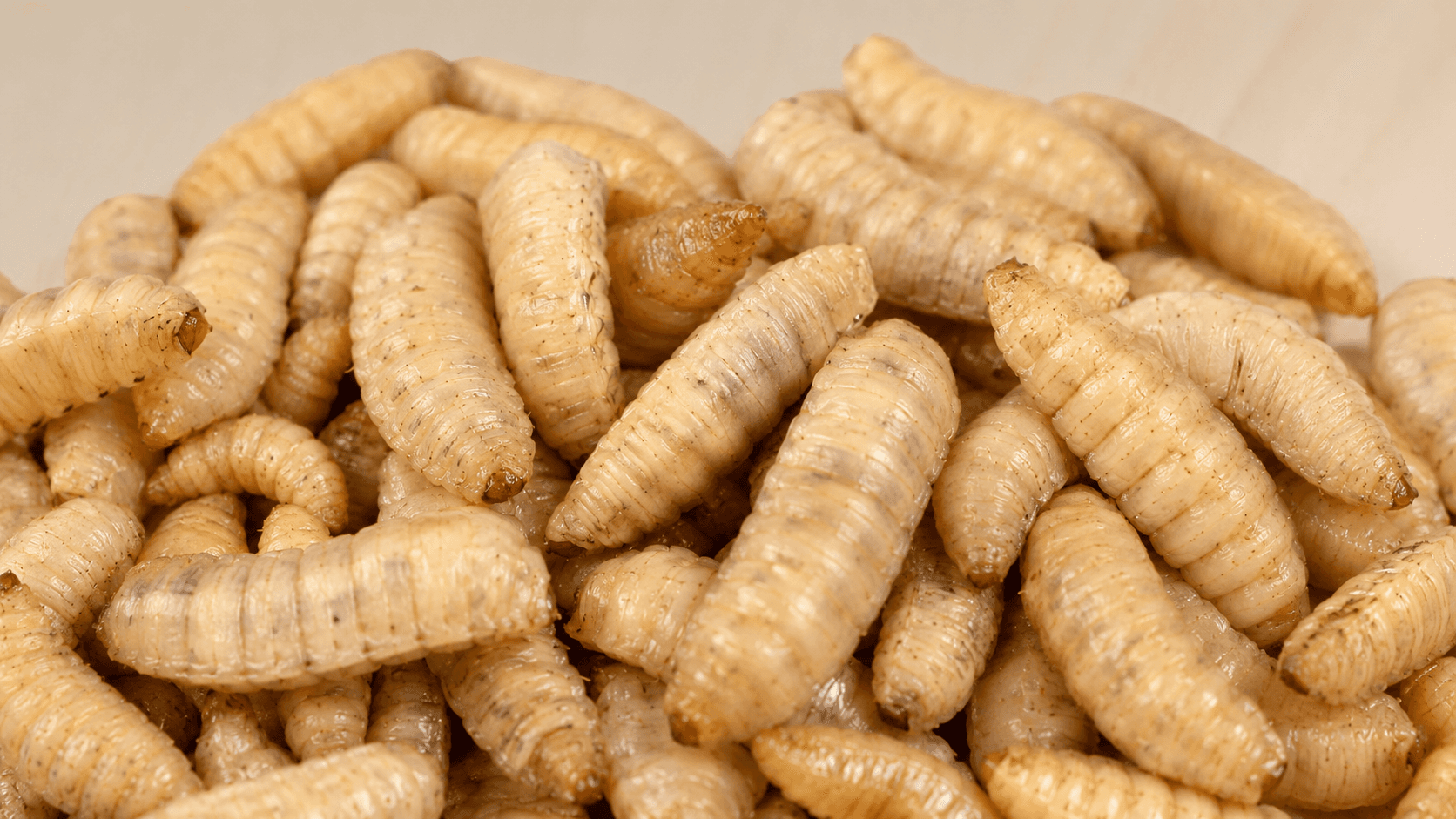 Close-up of clean wriggly Live Calci Worm larvae for backyard hens