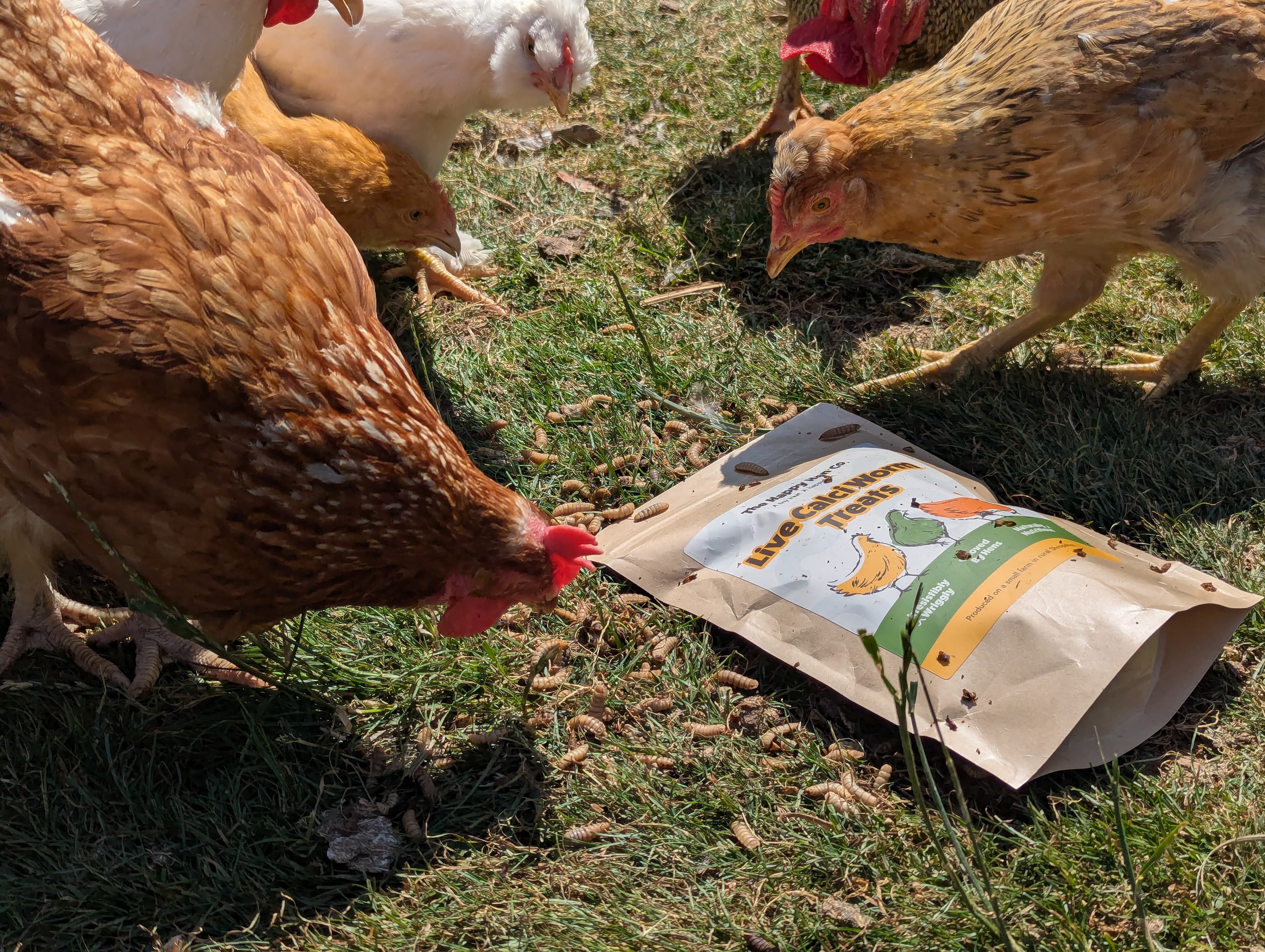 Hens pecking Live Calci Worms scattered on grass around a Happy Hen Co pack