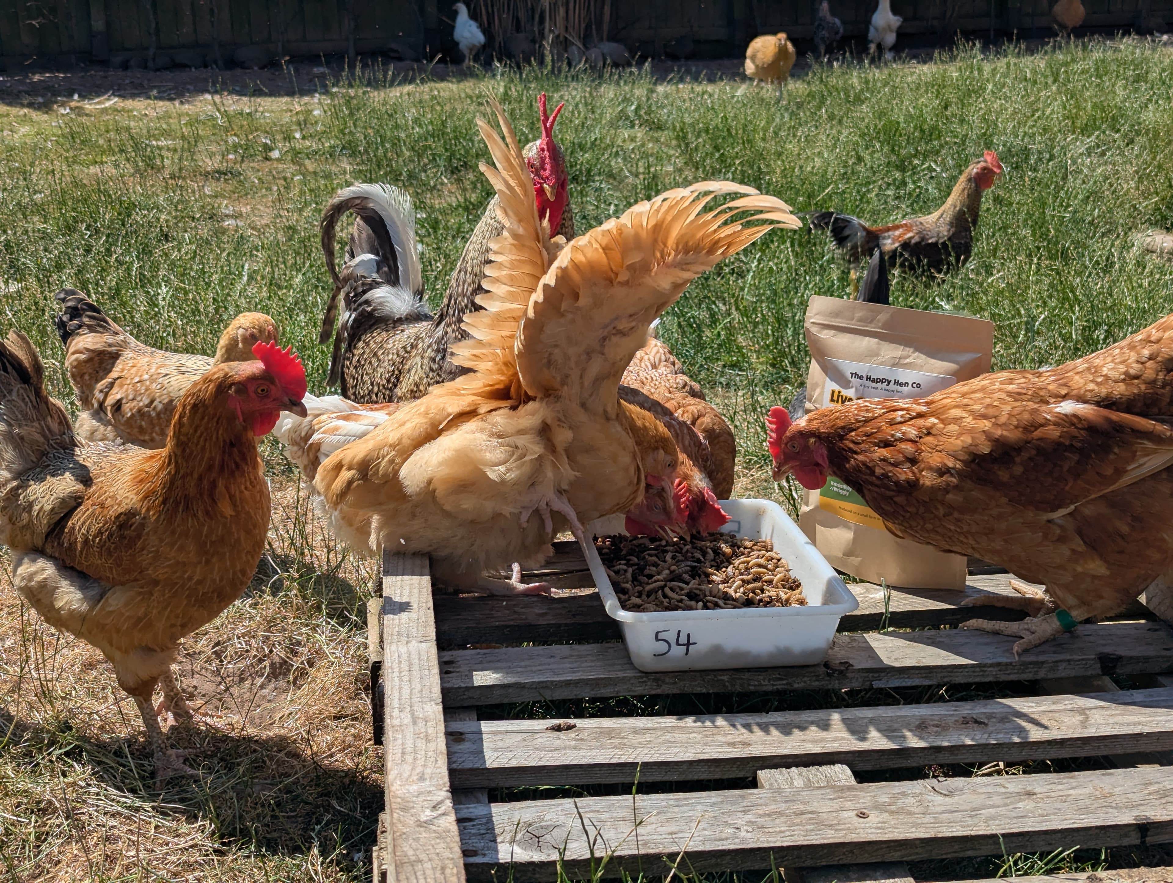 Happy backyard hens gathered around Live Calci Worm Treats after treat time