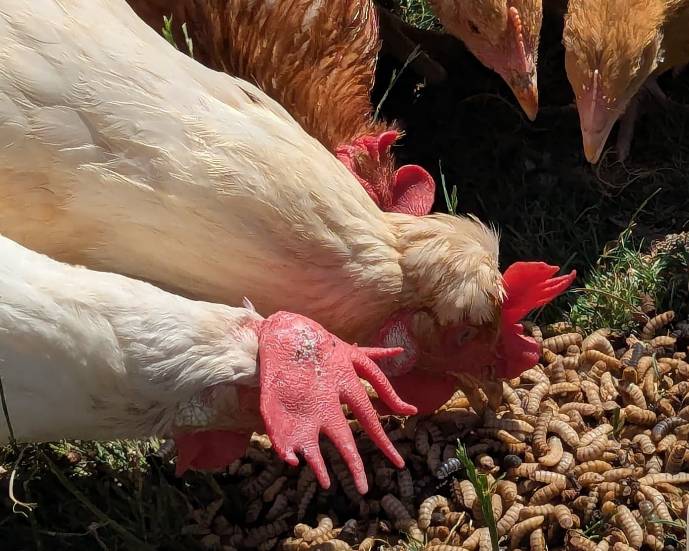 Happy hens scratching and pecking Live Calci Worms for natural foraging enrichment