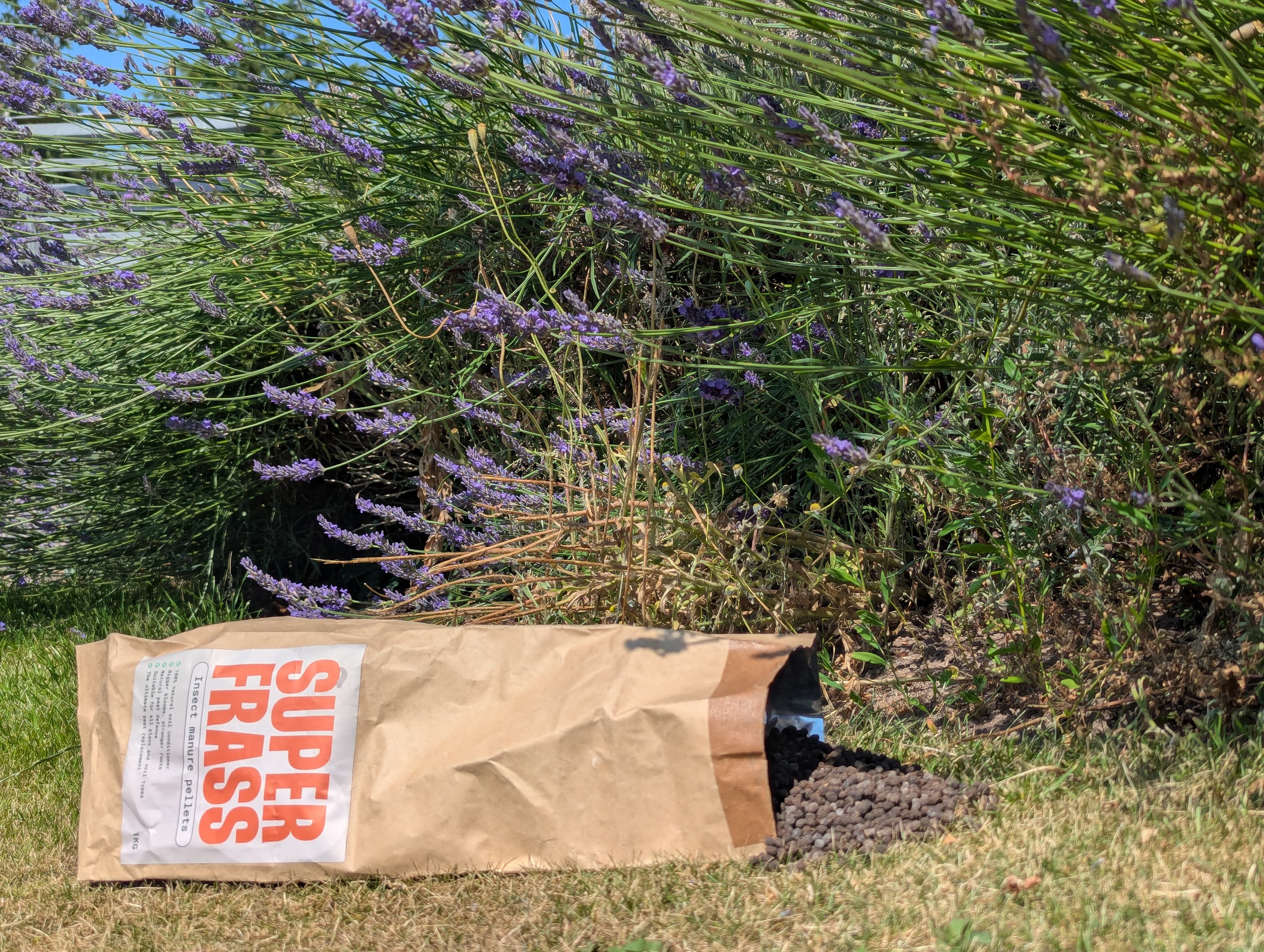 Superfrass bag and pellets beside lavender plants in a garden