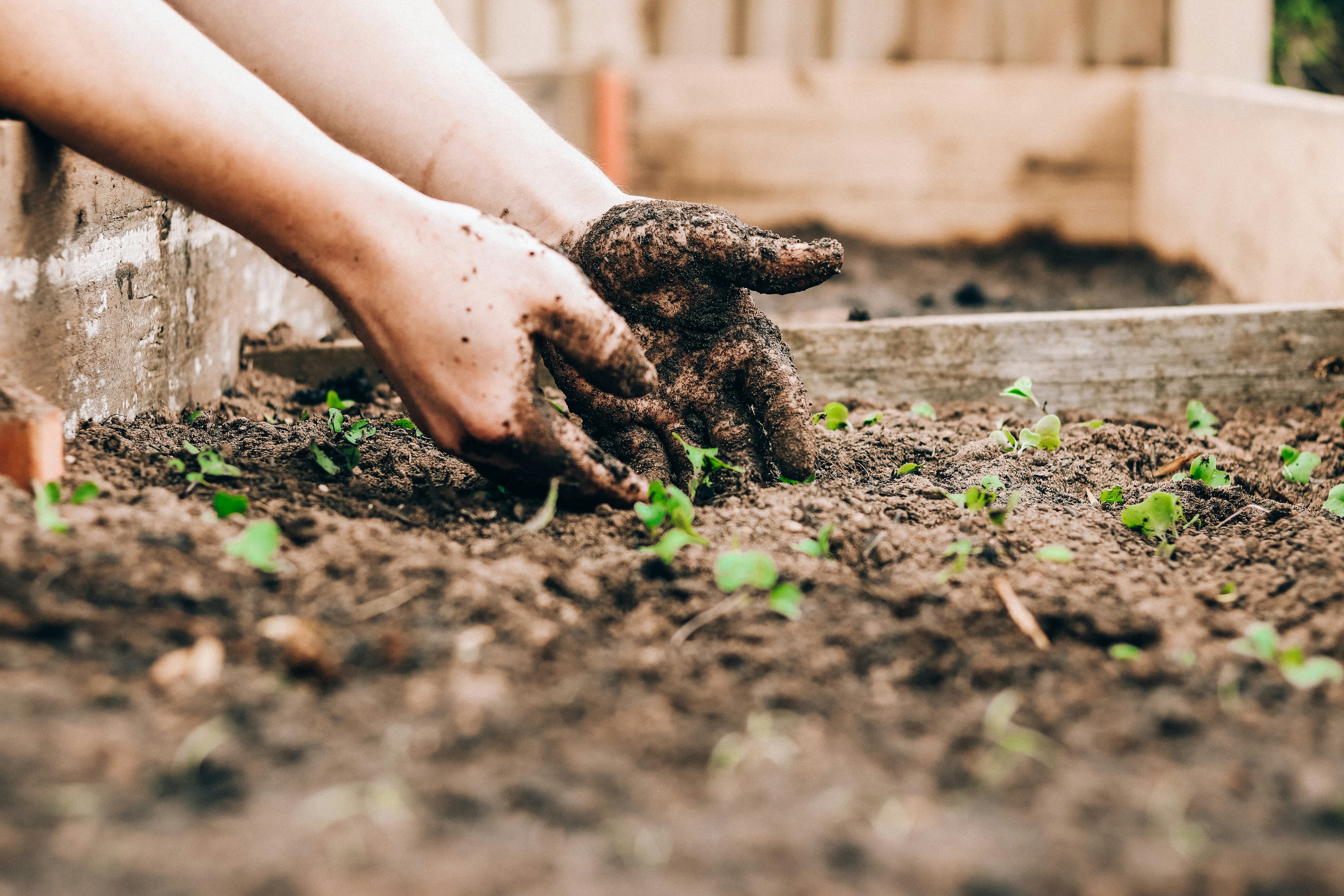 Dry loose Superfrass surface dressing around a slug-prone garden plant