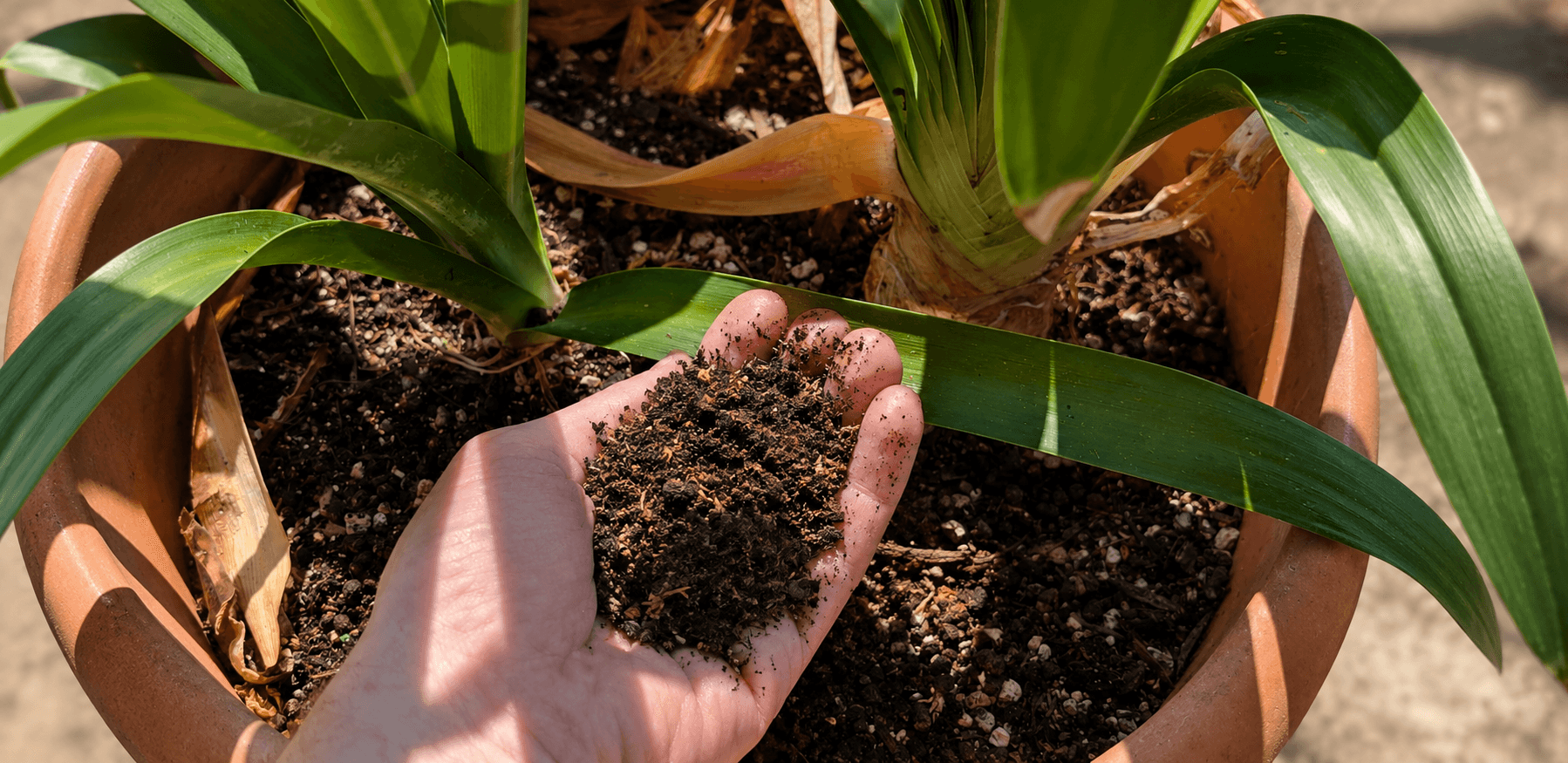 Superfrass Original Soil Conditioner used as a top dressing around garden plants